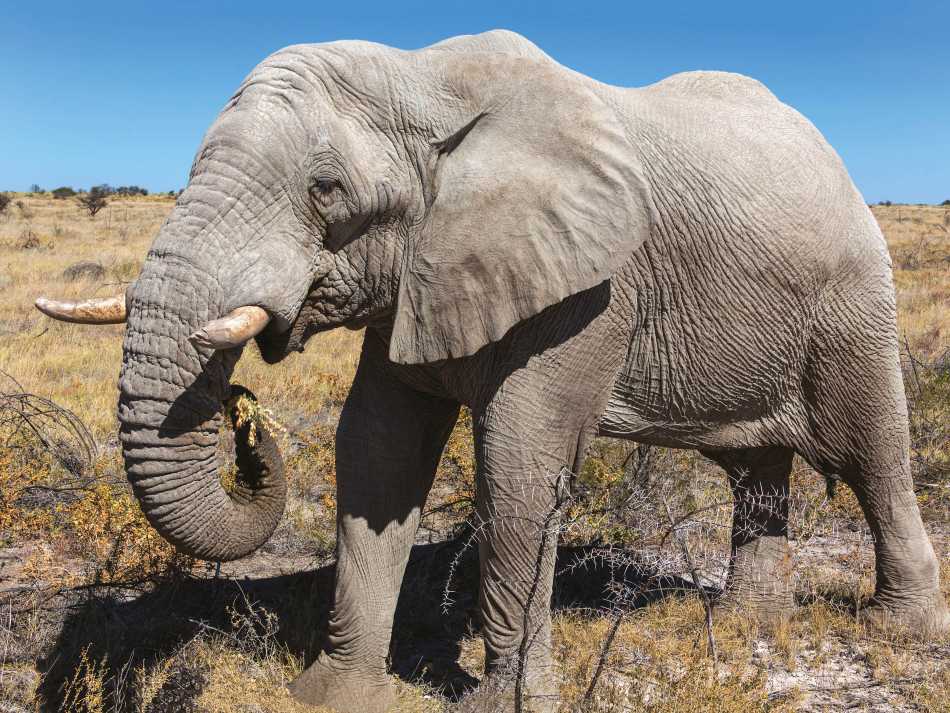 Wildlife in Etosha National Park | Peter Walton